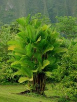 Pinanga Coronata 