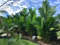 PinangaCoronata03.jpg