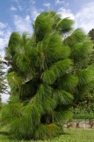 Pinus Yunnanensis 