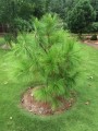 PinusYunnanensis01.jpg