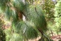 PinusYunnanensis04.jpg
