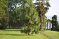PinusYunnanensis05.jpg