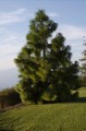 PinusYunnanensis06.jpg