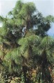 PinusYunnanensis07.jpg