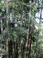 DendrocalamusStrictus01.jpg