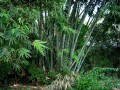 DendrocalamusStrictus02.jpg