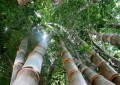 DendrocalamusStrictus03.jpg