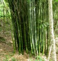 DendrocalamusStrictus04.jpg