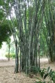 DendrocalamusStrictus05.jpg