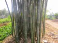 DendrocalamusStrictus07.jpg