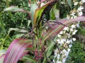 ZeaJaponica02.jpg