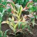 ZeaJaponica04.jpg