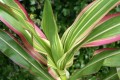 ZeaJaponica07.jpg