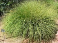 Muhlenbergia Rigens