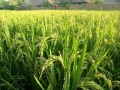 OryzaSativa06.jpg