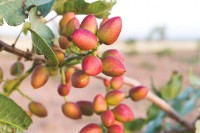 Pistacia Vera 