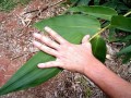 DendrocalamusPeculiaris04.jpg