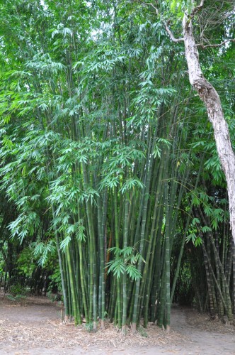 DendrocalamusLatiflorus02.jpg