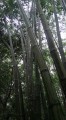 DendrocalamusLatiflorus03.jpg