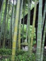DendrocalamusLatiflorus04.jpg