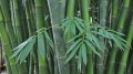 DendrocalamusLatiflorus05.jpg