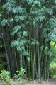 DendrocalamusLatiflorus06.jpg