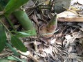 DendrocalamusLatiflorus07.jpg