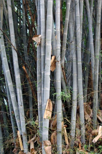 DendrocalamusMembracaneus02.jpg