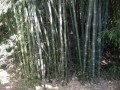DendrocalamusMembracaneus01.jpg