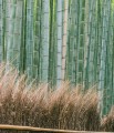 DendrocalamusMembracaneus03.jpg