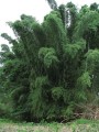 DendrocalamusMembracaneus04.jpg