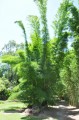 DendrocalamusMembracaneus05.jpg