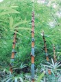 CephalostachyumPergracile02.jpg