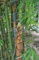 CephalostachyumPergracile03.jpg