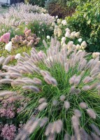 Pennisetum Alopecuroides