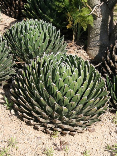 AgaveHuastecaCanyon05.jpg