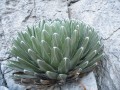 AgaveHuastecaCanyon04.jpg