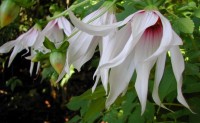 Dahlia Campanulata