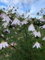 DahliaCampanulata04.jpg
