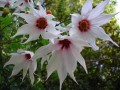DahliaCampanulata05.jpg