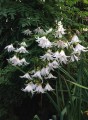 DahliaCampanulata07.jpg