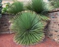 DasylirionAcrotrichum01.jpg