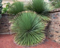 Dasylirion Acrotrichum