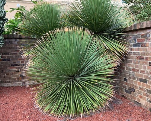 DasylirionAcrotrichum01.jpg