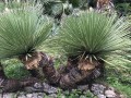 DasylirionAcrotrichum05.jpg