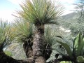 DasylirionAcrotrichum06.jpg