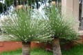 DasylirionAcrotrichum02.jpg