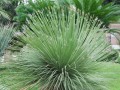 DasylirionAcrotrichum03.jpg