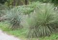 DasylirionAcrotrichum04.jpg