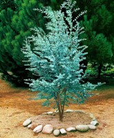 Eucalyptus Gunni Subsp.Gunni